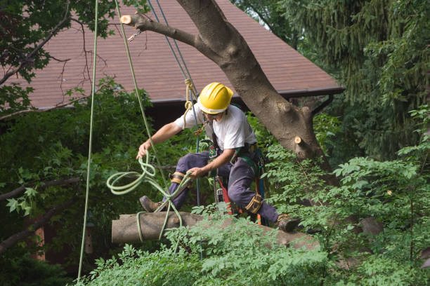 Reliable Dansville, NY Tree Removal Services Solutions